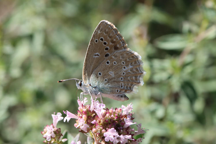 Polyommatus daphnis: Bild 11