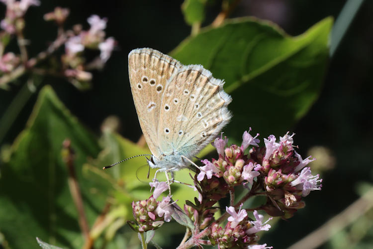 Polyommatus daphnis: Bild 12