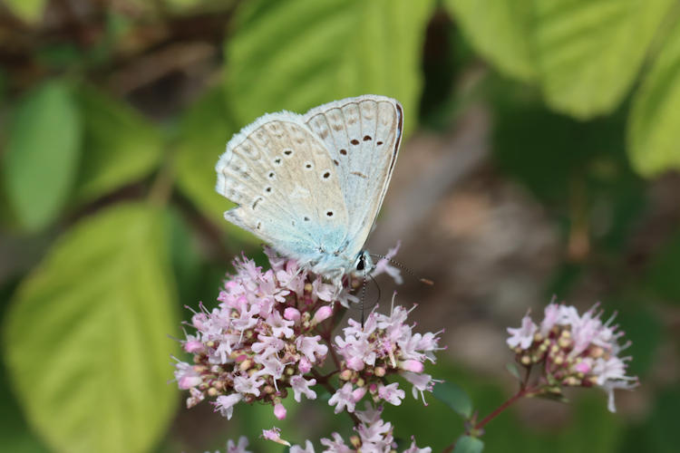 Polyommatus daphnis: Bild 8