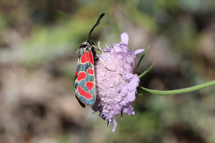 Zygaena carniolica: Bild 9