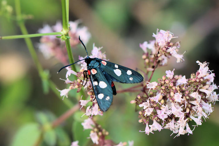 Zygaena ephialtes: Bild 2