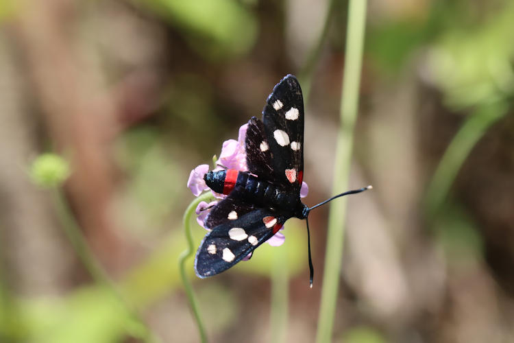 Zygaena ephialtes: Bild 4