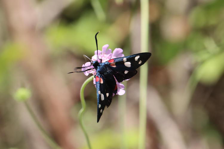 Zygaena ephialtes: Bild 5