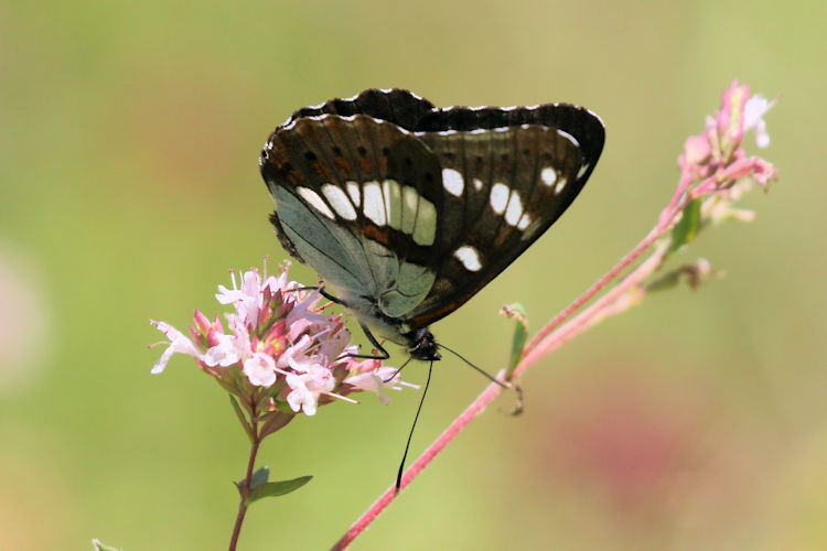 Limenitis reducta herculeana: Bild 22