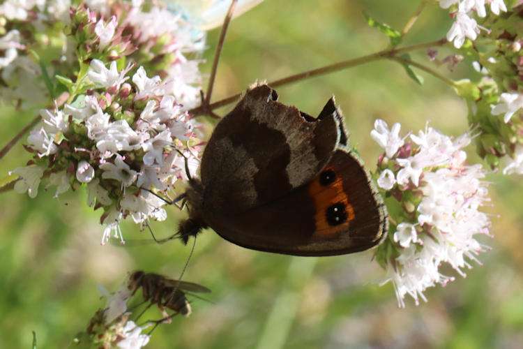 Erebia aethiops: Bild 15