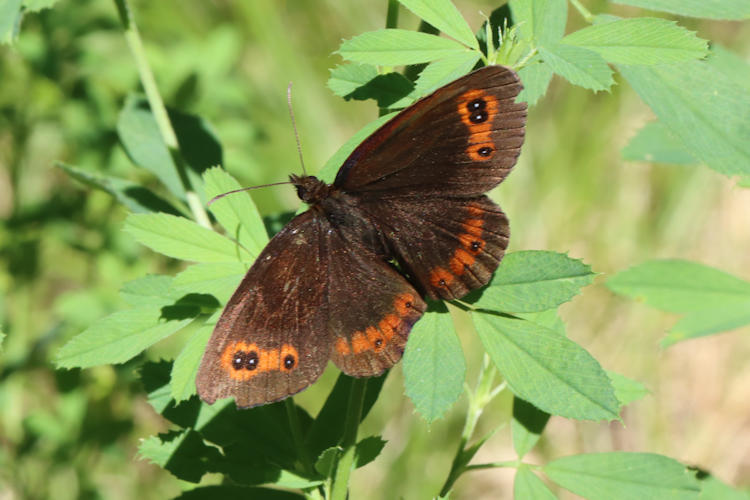 Erebia aethiops: Bild 4