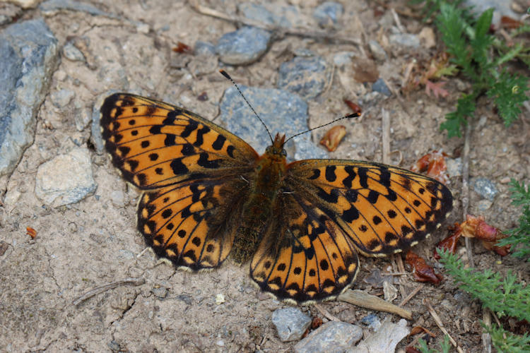 Boloria euphrosyne: Bild 9