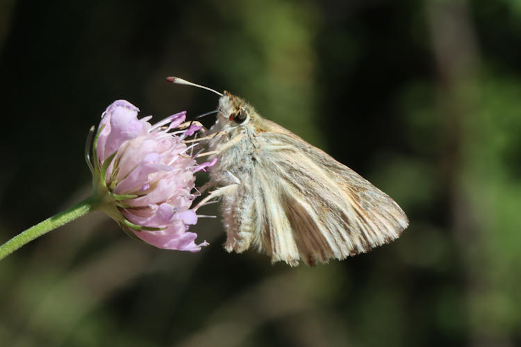 Muschampia lavatherae: Bild 31