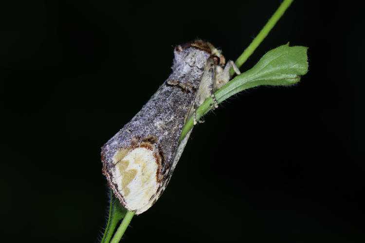 Phalera bucephala: Bild 9