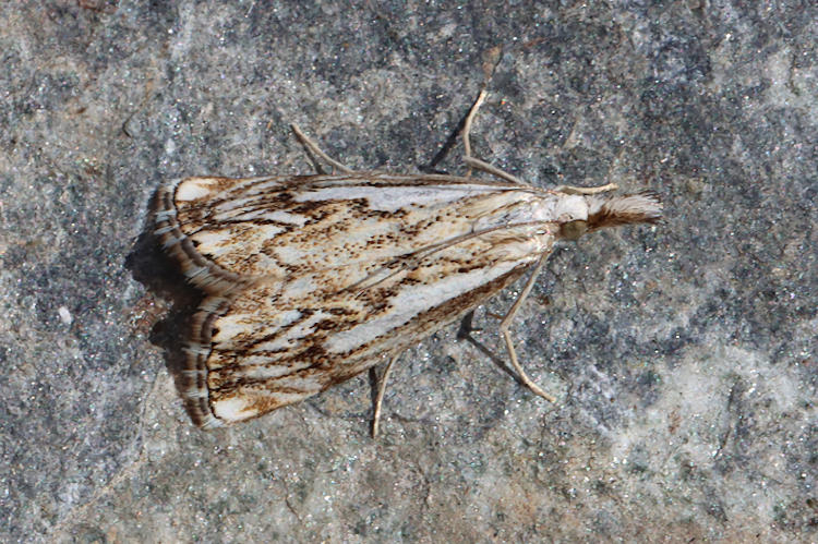 Catoptria falsella: Bild 8