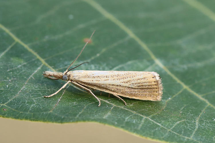 Agriphila straminella: Bild 1