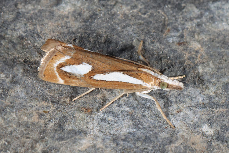 Catoptria mytilella: Bild 2