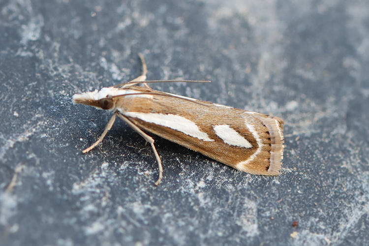 Catoptria mytilella: Bild 4