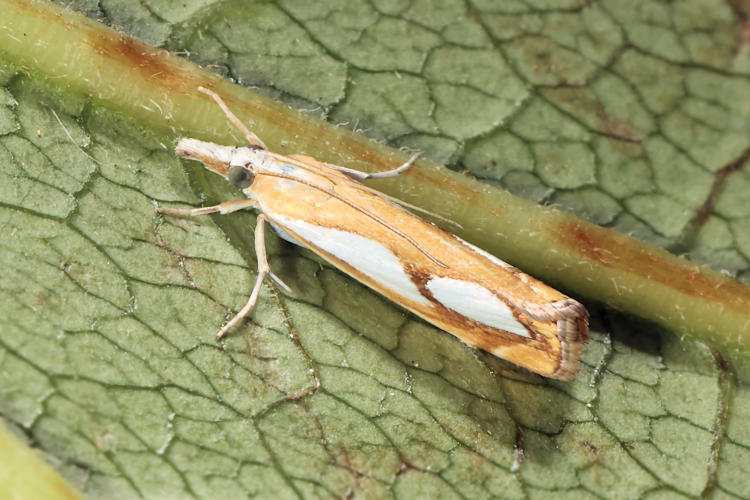 Catoptria pinella: Bild 4