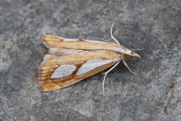 Catoptria pinella: Bild 5