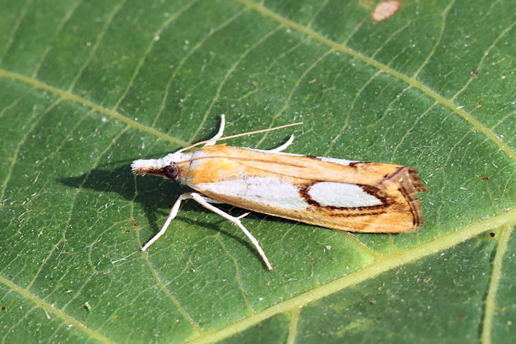 Catoptria pinella: Bild 6