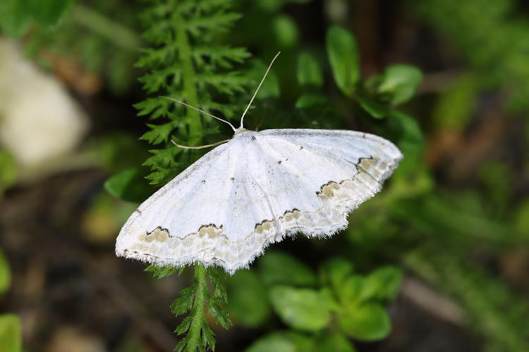 Scopula ornata: Bild 28