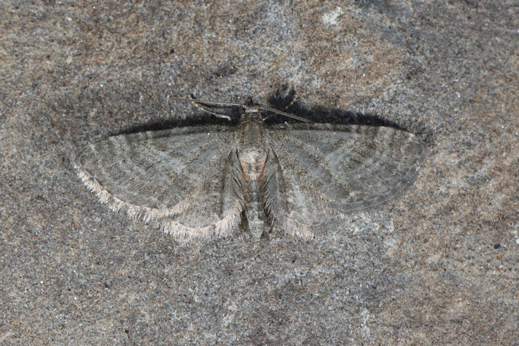 Eupithecia haworthiata: Bild 11