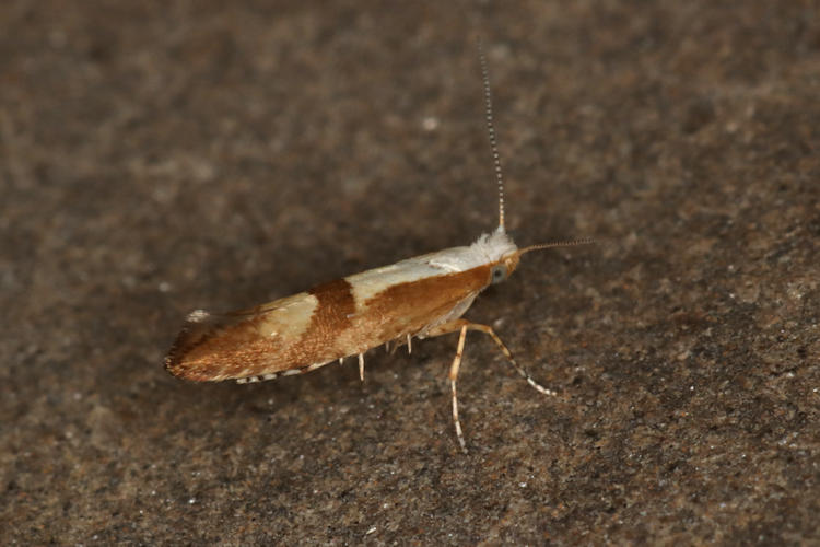 Argyresthia pruniella: Bild 12