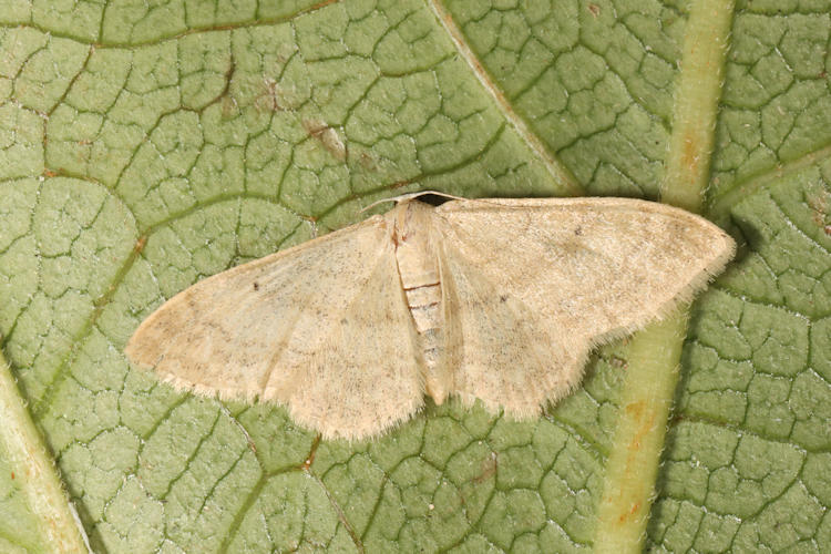 Idaea deversaria: Bild 8