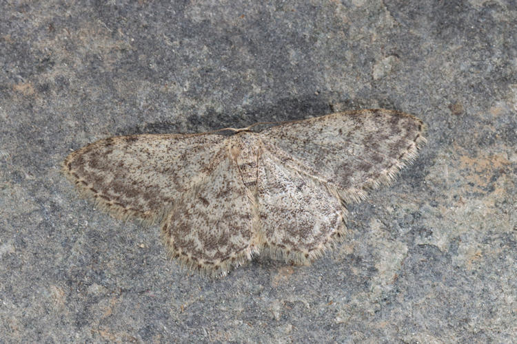 Idaea typicata: Bild 14