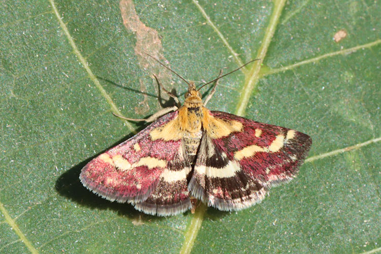 Pyrausta ostrinalis: Bild 1