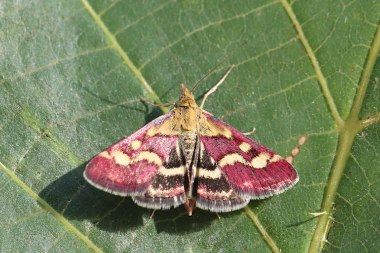 Pyrausta ostrinalis: Bild 2