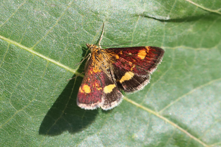 Pyrausta aurata: Bild 4