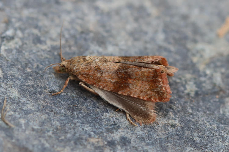 Celypha striana: Bild 5