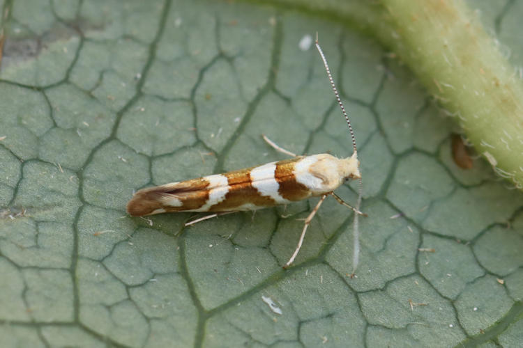 Argyresthia goedartella: Bild 8