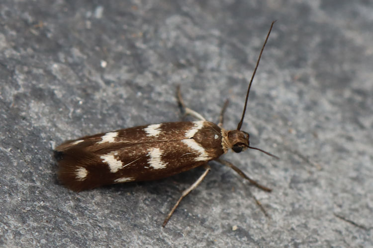 Scythris scopolella: Bild 1