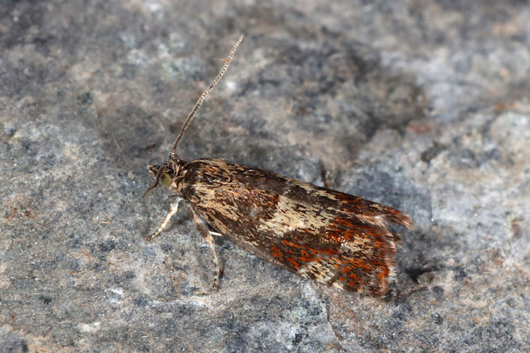 Epinotia cruciana: Bild 1