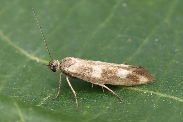 Scythris scopolella: Bild 2