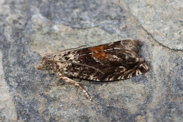 Epinotia nisella: Bild 6