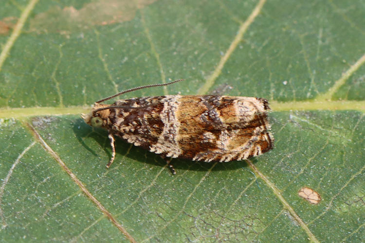 Celypha flavipalpana: Bild 6