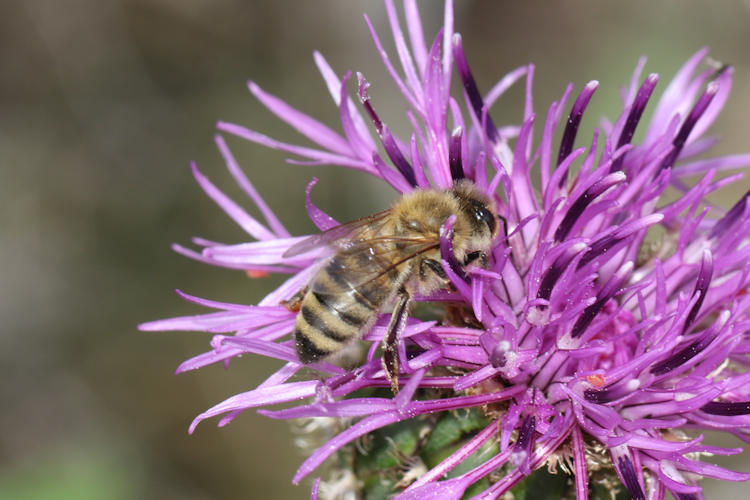 Apis mellifera: Bild 1