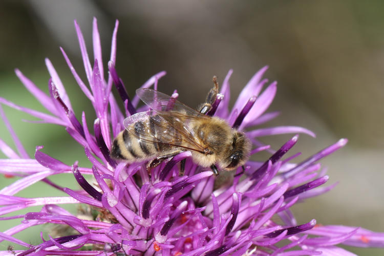 Apis mellifera: Bild 2