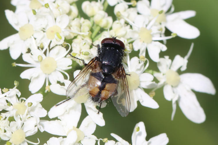 Tachina fera: Bild 1