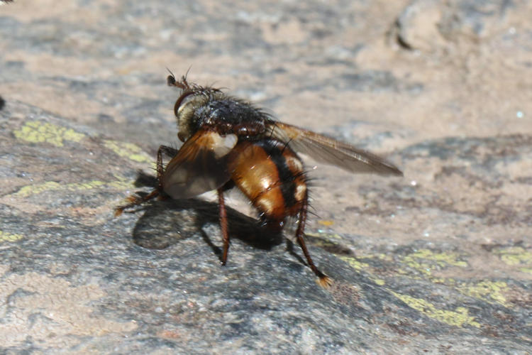 Tachina fera: Bild 2