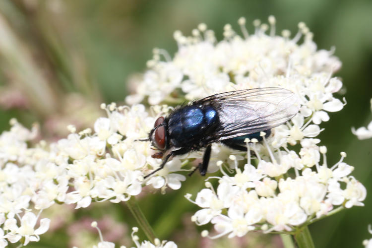 Diptera sp.: Bild 4