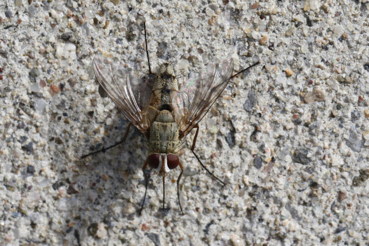 Diptera sp.: Bild 5