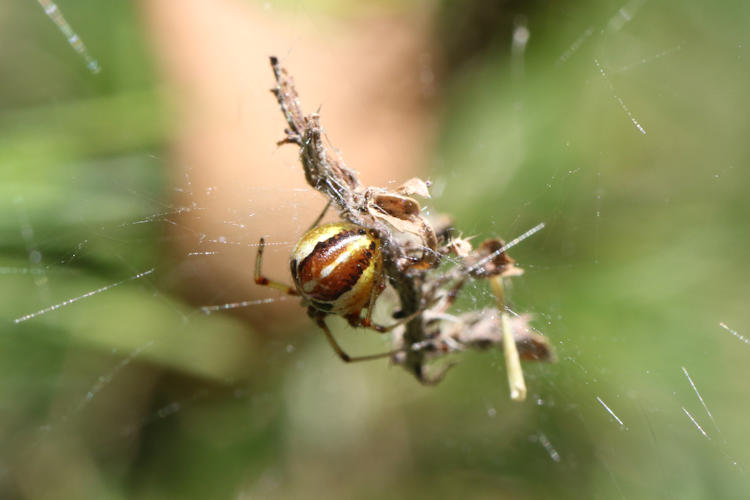 Phylloneta sp.: Bild 1