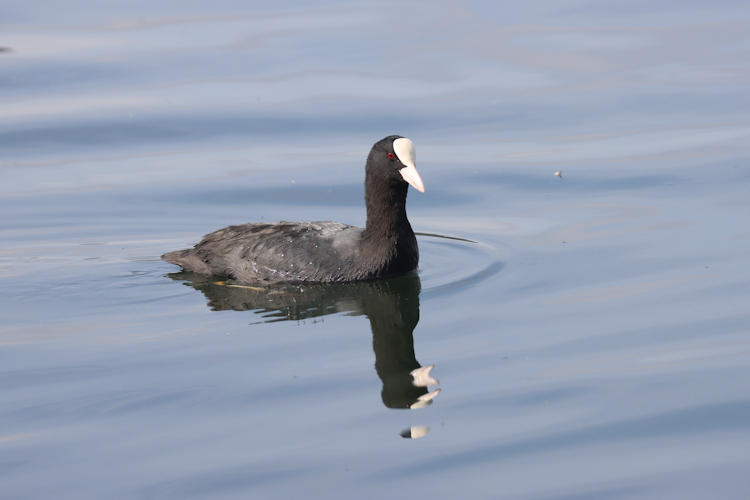 Fulica atra: Bild 1