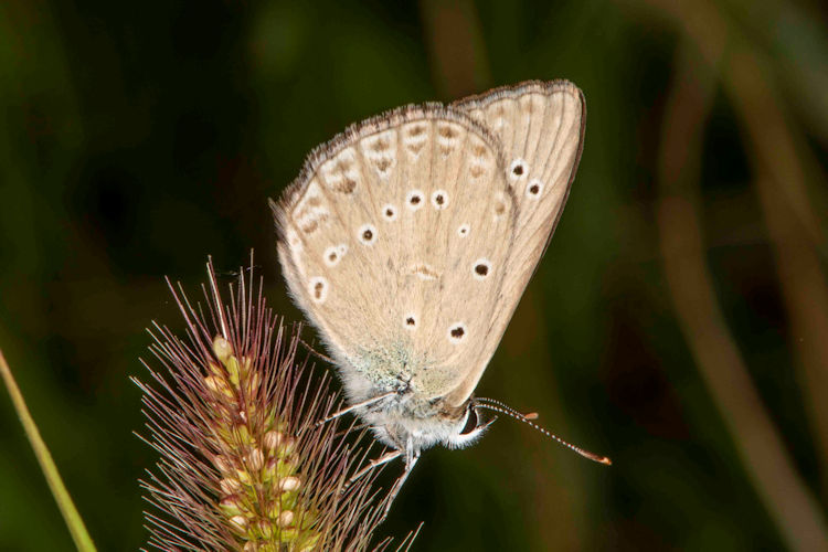Polyommatus admetus: Bild 3
