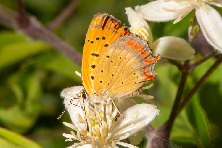 Lycaena ottomanus: Bild 9