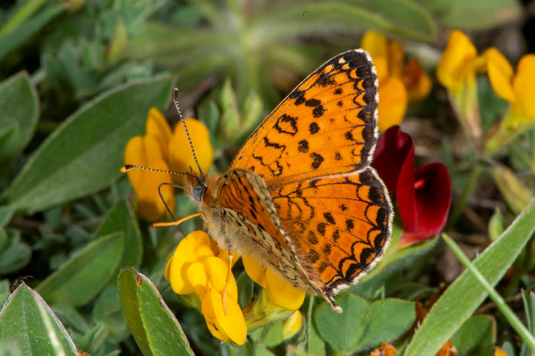 Melitaea aetherie: Bild 2
