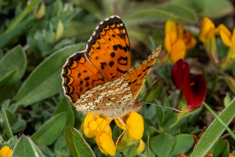 Melitaea aetherie: Bild 1