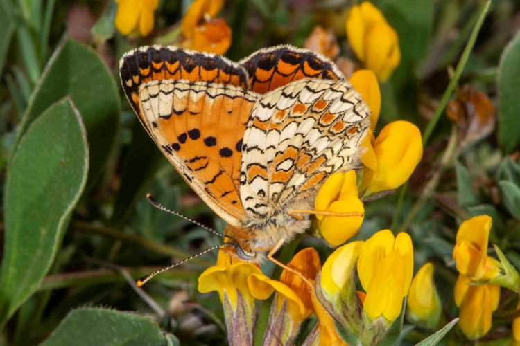 Melitaea aetherie: Bild 4