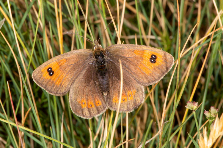 Erebia ottomana: Bild 2