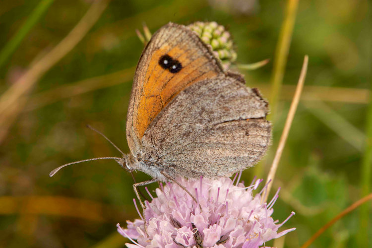 Erebia ottomana: Bild 5